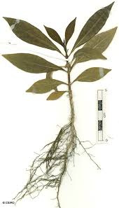 Image result for Pavetta cataractarum