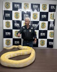 Cobra de quase 5 metros é apreendida em Goiás após tutor entregá-la à polícia