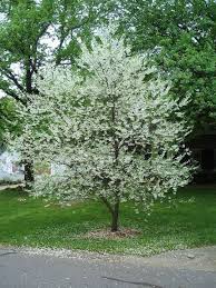 Image result for Halesia