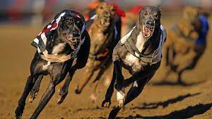 Greyhounds Cocaine People Are Giving Their Dogs Cocaine To Make Them Run Faster British Gq