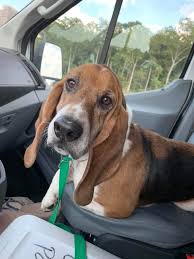 Free basset hound puppies in georgia. Dog For Adoption Rider A Basset Hound In Fayetteville Ga Petfinder