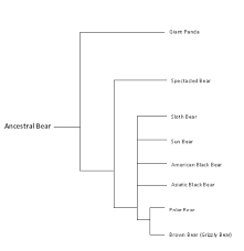 Ursus Arctos Classification