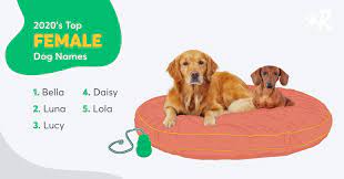 We do hope you will find a name that you think is the one. Top 100 Most Popular Dog Names In 2020 Rover Com