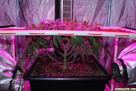 Sleep S 600 Watt Led Cheese Grow 420 Magazine