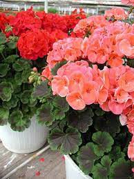 Geranium Aspca Geranium Plant Geraniums Beautiful Flowers