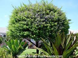 It is widely cultivated as an ornamental plant in tropical and subtropical gardens throughout the world, and has become naturalized in many places. Golden Dewdrop Tree