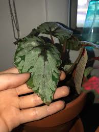 They require a bit more care than your average houseplant, but the variegated, colorful leaves add a bit of life to any indoor environment. All Of The Leaves On My Rex Begonia Are Turning Brown And Crispy Like This Can Someone Help More Info In The Comments Indoorgarden