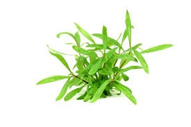 Image result for Hygrophila cataractae