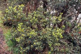 Image result for Myrsinaceae