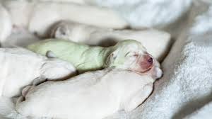 Eine freundinn hat sieben kleine hunde welpen australien. Hund Nrw Golden Retriever Bringt Grunen Welpen Zur Welt
