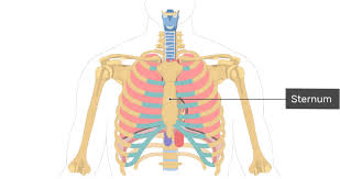 Your stomach is in the middle. The Location Size And Shape Of The Heart
