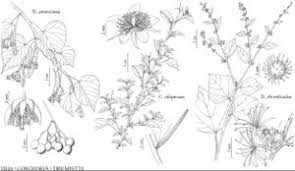 Image result for Malvaceae: Byttnerioideae, Helicteroideae