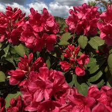 Pin On Loder Plants