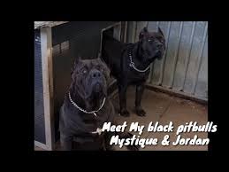 We did not find results for: Is The American Bully Legal In Qatar 2021 The Dog Visitor