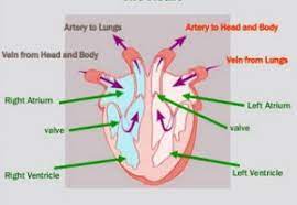 Check spelling or type a new query. Heart Class 10 Life Processes