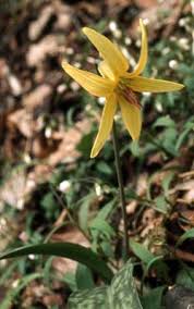 We did not find results for: Common Spring Wildflowers In The Smokies Great Smoky Mountains National Park U S National Park Service