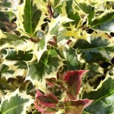 Image result for Blotiella crenata