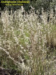 Image result for Andropogon lima