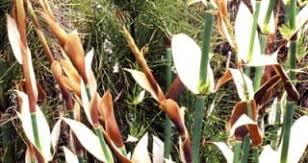 Image result for Platycaulos