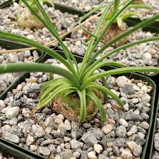 Image result for Albuca nigritana