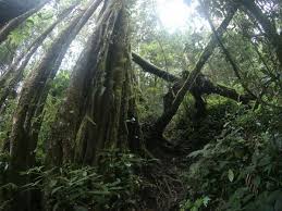 Gunung talamau atau juga disebut gunung ophir adalah gunung tertinggi di sumatra barat yang terletak di kabupaten pasaman barat, berdampingan dengan gunung . Petualangan Menjejaki Atap Sumatera Barat Gunung Talamau