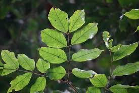Image result for Englerodendron