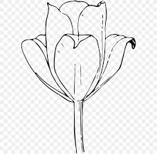 Enjoy them and leave your. Tulip Drawing Flower Clip Art Png 600x800px Watercolor Cartoon Flower Frame Heart Download Free