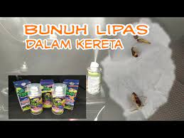 Anda juga bisa membelinya di penjual tanaman pinggir jalan yang biasanya juga. Dr Fresh Membunuh Lipas Dalam Kereta Perangkaplipas Youtube