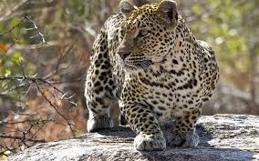 Bolshie Dikie Koshki Large Wild Cats Hayvanlar Leopar