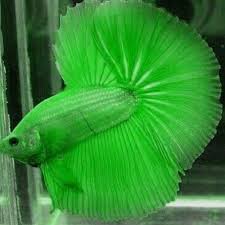 E Real Betta Fish Tank Betta Fish Betta Aquarium