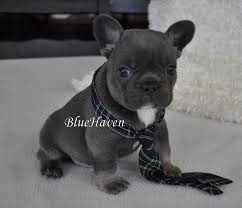 When is a french bulldog fully grown? Lincoln Dark Blue Sable With Tan Points On Lower Legs Bulldog French Bulldog Puppies Puppy Adoption