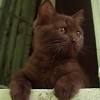 Check out our cat with blue eyes selection for the very best in unique or custom, handmade pieces from our shops. Https Encrypted Tbn0 Gstatic Com Images Q Tbn And9gcsds7csk43kovlbp0qstnc7lc4fp Rkrlbnozbknkfcnd4z2ywv Usqp Cau