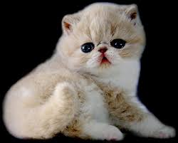 Pin On Aw Cute Cats