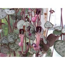 Image result for Ceropegia achtenii