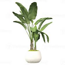 Image result for Musa paradisiaca