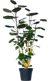 Image result for Polyscias