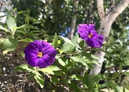 Image result for Lycianthes rantonnetii