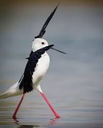 I Can Walk On Water Funny Birds Animals Beautiful Pet Birds