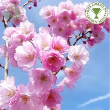 They grow in a these stunning pink flowers also come in white and deep red. Prunus Accolade Buy Pink Flowering Cherry Blossom Trees