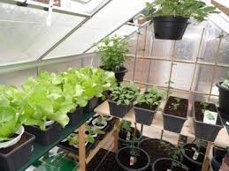 Die pflanzzeiten für gemüse sind je nach region sehr spezifisch. Gemuse Im Gewachshaus Anbauen Gewachshausplaza De