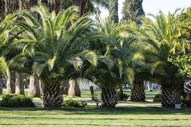 Touchless automatic infrared motion sensor liquid dish hands free soap d @dattelpalme2. Kanarische Dattelpalme Pflanzen Pflegen Und Vermehren