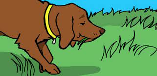 Why Do Dogs Eat Grass And Is It Bad For Them Littlethings Com