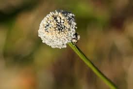 Image result for Eriocaulon africanum