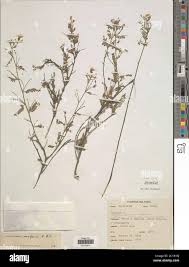 Image result for Aeschynomene schimperi