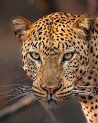 Simplesmente APAIXONANTE! 😍✨💚 ➡️ Deslize para o lado e veja o Leopardo  Africano com toda sua ternura, classe e elegância. 🥹🫶 Tem coisa mais  linda não! Trabalho incrível de @adaminthebush no Parque