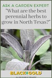 Best Perennial Herbs For Zone 7 Gardens In Texas Best Perennials Perennial Herbs Herbs To Grow