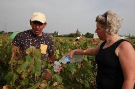 REPORTAGE. « Sur les coteaux d'Ancenis, en une génération, les vendanges  ont avancé d'un mois »