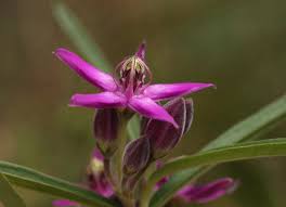 Image result for Raphionacme globosa