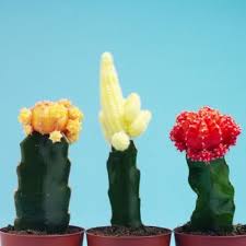 Red Top Cactus Care Cactus Care Grafted Cactus Cactus