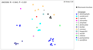 Image result for Riocreuxia